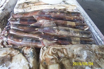 Illex Squid